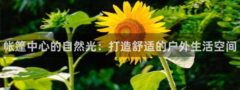 帐篷中心的自然光:打造舒适的户外生活空间